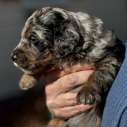 Estella - Merle female Bernedoodle puppy in Wilkesboro, North Carolina from Bernedoodle Love Puppies