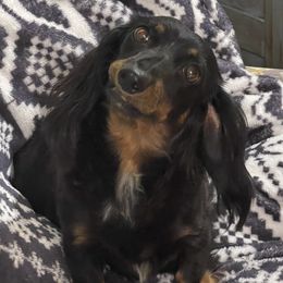 Patty - Dachshund