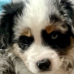 Mercedes - Blue merle Miniature Australian Shepherd puppy in City Island, New York from Tailormade Aussies