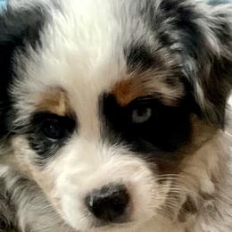Mercedes - Blue merle Miniature Australian Shepherd puppy in City Island, New York from Tailormade Aussies