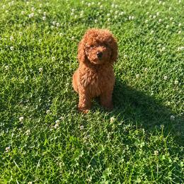Ashton - Red  male Goldendoodle puppy in Sauk Village, Illinois from Midwest Timberland Pups
