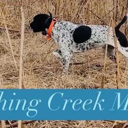 Mae - German Shorthaired Pointer