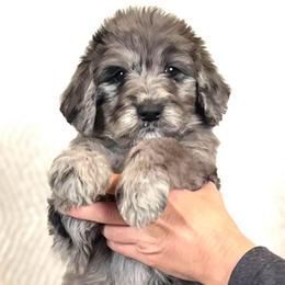 Alder - Merle male Assorted Doodle Crosses puppy in Kansas City, Missouri from Beary GoldenDoodles