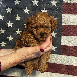 Copper - Red  male Poodle puppy in Bellwood, Nebraska from Sunflower Poodles