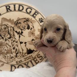 Turkey - Cream male Dachshund puppy in Waynesville, North Carolina from Blue Ridge Doxies