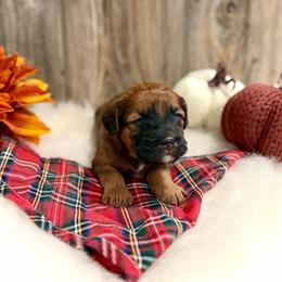 Elfie - Brown female Whoodle puppy in Merritt, Michigan from Genesis Family Farm