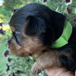 Yorkshire Terriers from White Oak Yorkies