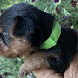 Yorkshire Terriers from White Oak Yorkies
