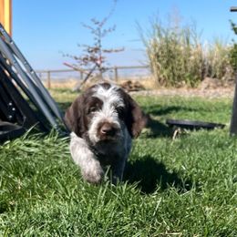Dolly delta blue - Brown and gray female Wirehaired Pointing Griffon puppy in Grangeville, Idaho from Happy Hollow Griffons