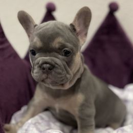 French Bulldogs from Fairhopeˋs Golden Bullz