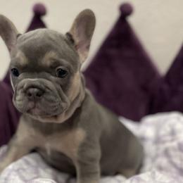 French Bulldogs from Fairhopeˋs Golden Bullz
