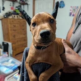 Boy Red- Black collar- Cropped - Red male German Pinscher puppy in Chatham, Virginia from WMHK9/Roolyn German Pinschers