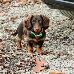 Yogi Bear - Chocolate and tan male Dachshund puppy in Allons, Tennessee from Amber's Flock Homestead