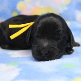 Girl 3 - female Australian Labradoodle puppy in Provo, Utah from EllsWORTH Labradoodles LLC