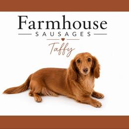 Taffy - Dachshund