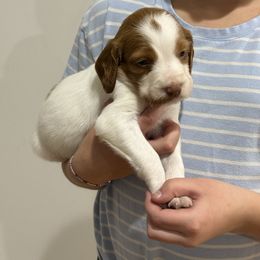 Rolo (Boy 2) - Orange and white male Brittany puppy in Claxton, Georgia from Bull Creek Kennels