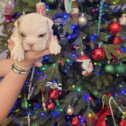 Bulldog Puppies from Tennessee Finest Bulldogs