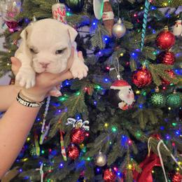 Bulldog Puppies from Tennessee Finest Bulldogs