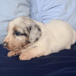 Girl 1 - Piebald female Dachshund puppy in Bowdon, Georgia from Doodle Bugs Doxies