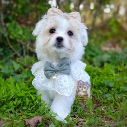 Korean Havamalt Ekko - male Havanese puppy in Barren Springs, Virginia from Seeking Shalom Acres Maltese, Maltipoos & Havamalts