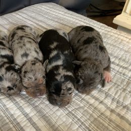 Girl 4 - Blue merle female Catahoula Leopard Dog puppy in Gadsden, Alabama from Rich Cat’s