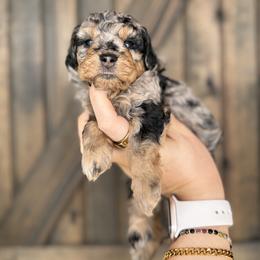 Nova - Merle female Goldendoodle puppy in Spring Hill, Florida from Parisian Puppies