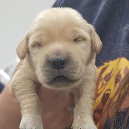 Ms. Orange - Light golden female Golden Retriever puppy in Mocksville, North Carolina from Hunting Creek Kennels & Farm