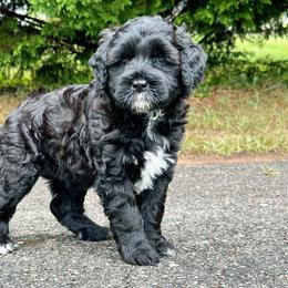 Portuguese Water Dog Puppies from Top Notch Portuguese Water Dogs