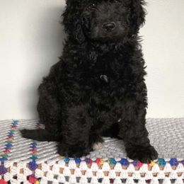 Bernedoodle Puppies from Oodles of Doodles