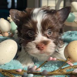 Benedict aka Benny - Liver male Yorkshire Terrier puppy in Parkersburg, West Virginia from Chocolate Diamonds in the RUFF
