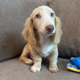 Colt - Cream male Dachshund puppy in Menifee, California from TeenieWeenieDoxies
