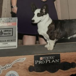 Meg - Cardigan Welsh Corgi