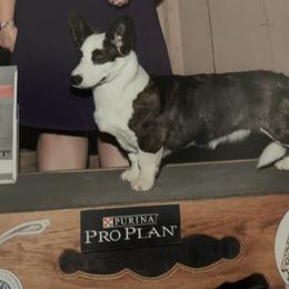 Meg - Cardigan Welsh Corgi