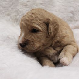 Bernedoodle and Goldendoodle Puppies from Paramount Family Doodles