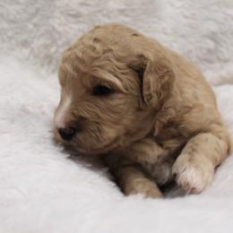 Bernedoodle and Goldendoodle Puppies from Paramount Family Doodles