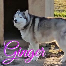 Ginger - Siberian Husky