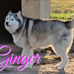 Ginger - Siberian Husky