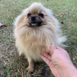 Nova - Pomeranian