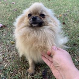 Nova - Pomeranian