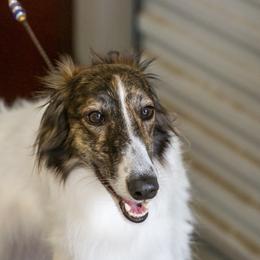 Hana - Silken Windhound