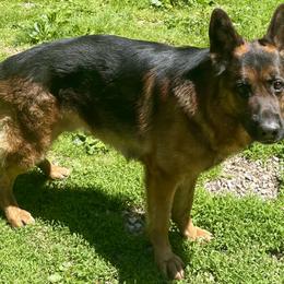 Creed - German Shepherd
