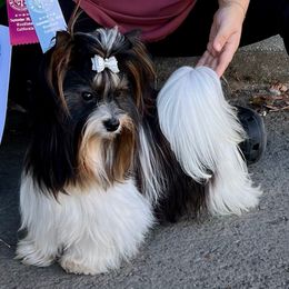 Gus - Biewer Terrier