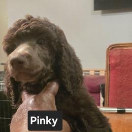 Pinky - Brown female Poodle puppy in Browns Summit, North Carolina from Nailah's Beauties: Standard Poodles