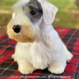 Scottish Terrier and Sealyham Terrier Puppies from Afterglow Kennels, LLC