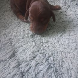 Dachshund Puppies from The Mini Farmhouse
