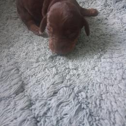 Dachshund Puppies from The Mini Farmhouse