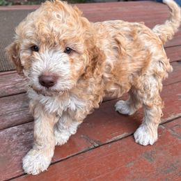 Black - Orange male Lagotto Romagnolo puppy in Alsea, Oregon from Stan and Merrie's Lagotto Romagnolo