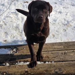 Holly - Labrador Retriever