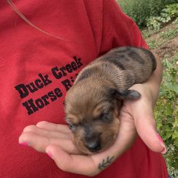 Dachshund Puppies from Mini Dachshunds