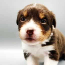 Pink - Red tri-color Australian Shepherd puppy in Hopewell Junction, New York from Silver Linings Australian Shepherds